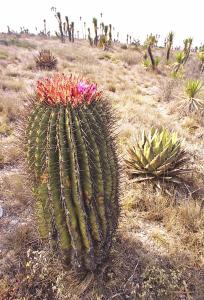 Ferrocactus pilosus. Puebla, Mexiko.