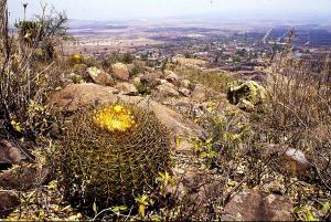 Ferrocactus spec. Guanajuato, Mexiko.