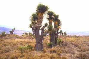 Yucca brevifolia. Puebla, Mexiko.