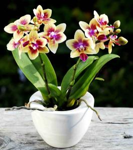 Phalaenopsis 'Little Lady'