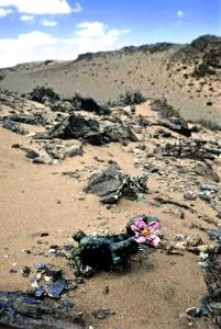 Richtersveld, Sydafrika. Sarcocaulon multifidum.