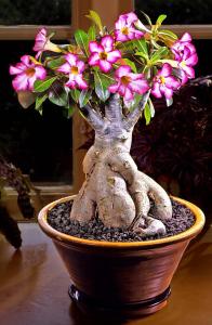 Adenium obesum